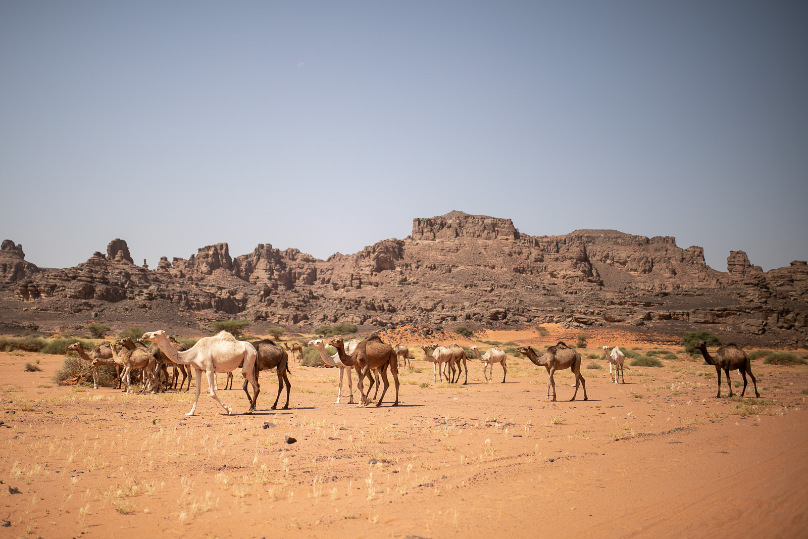 Human & Nature  outoftime 79